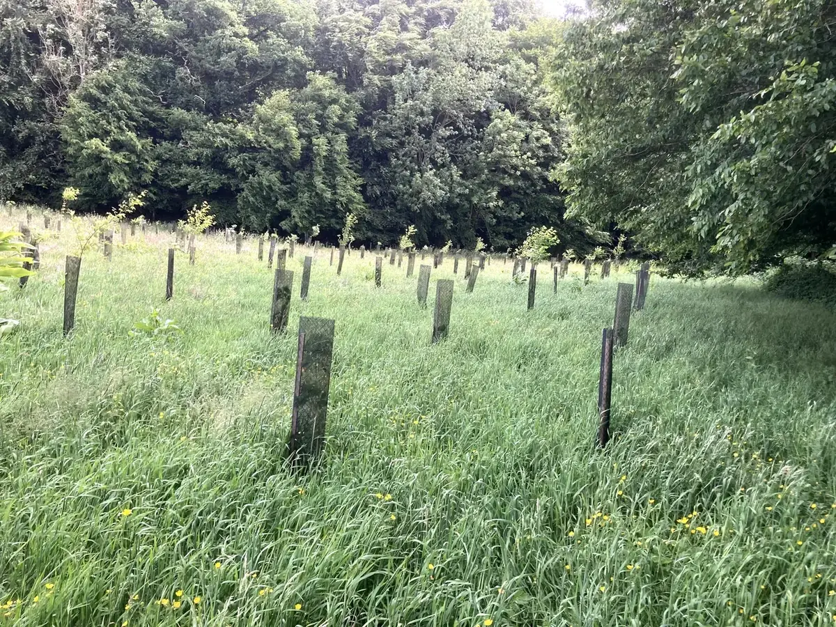 le bois des limeux — photo 3