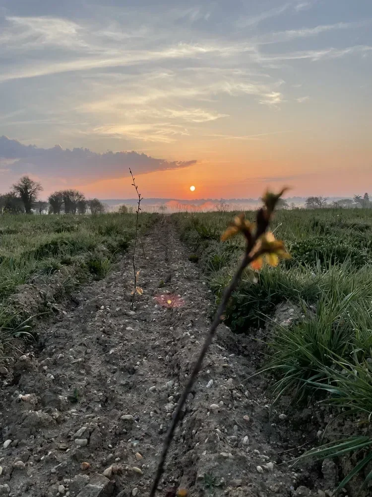 le bois de la chesnaie — photo 1