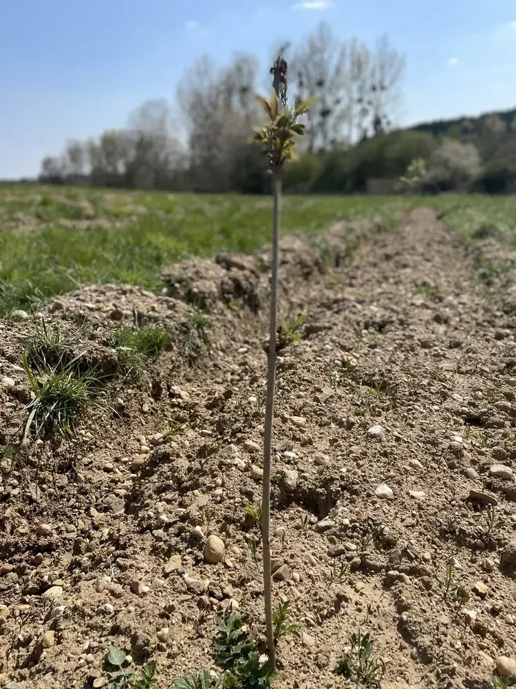 le bois de la chesnaie — photo 2