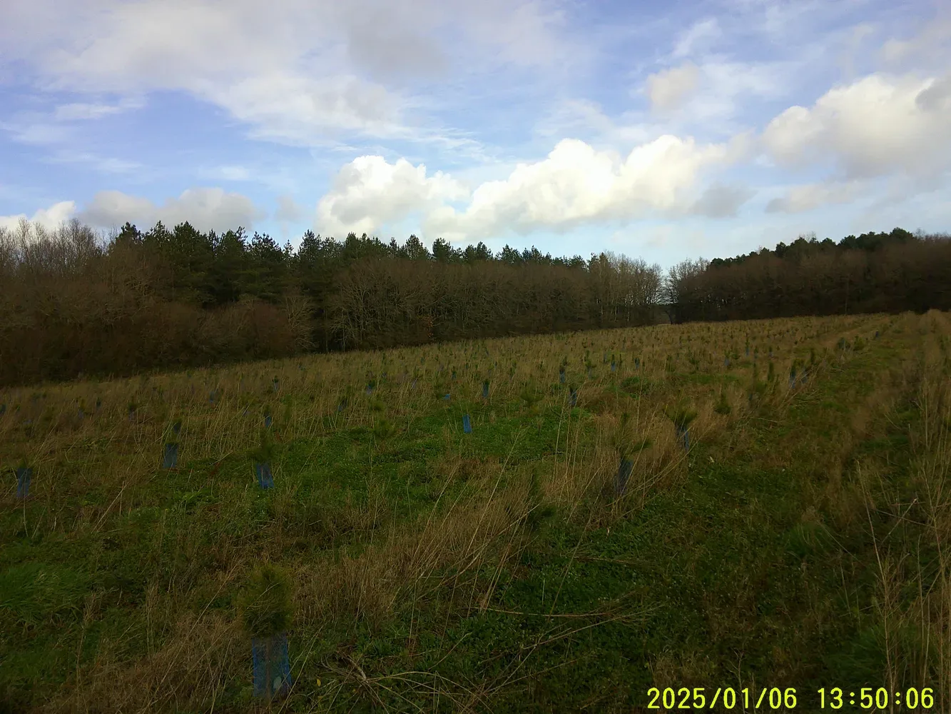 le bois de chantenay — photo 1