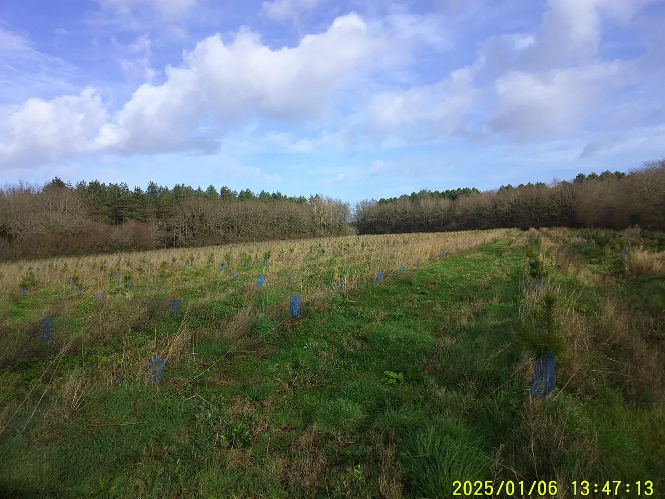 le bois de chantenay — photo 2