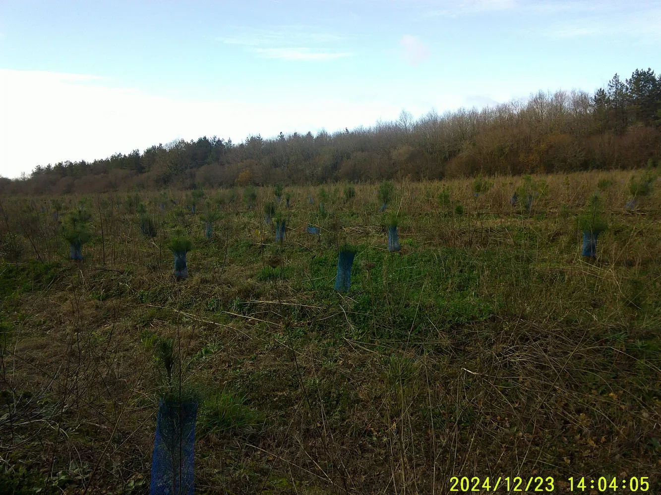 le bois de chantenay — photo 3