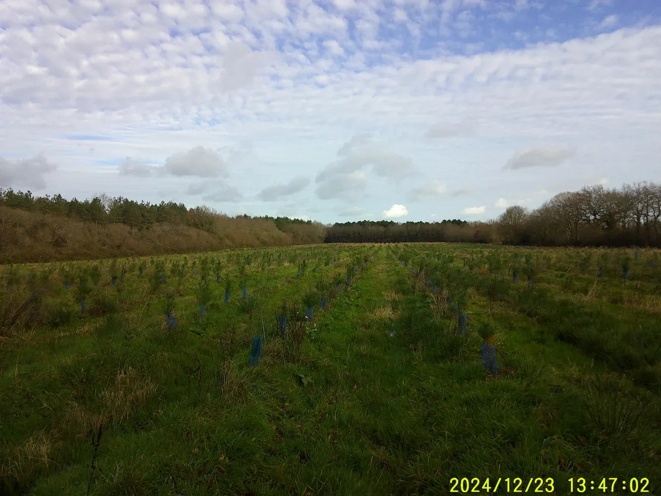 le bois de chantenay — photo 4
