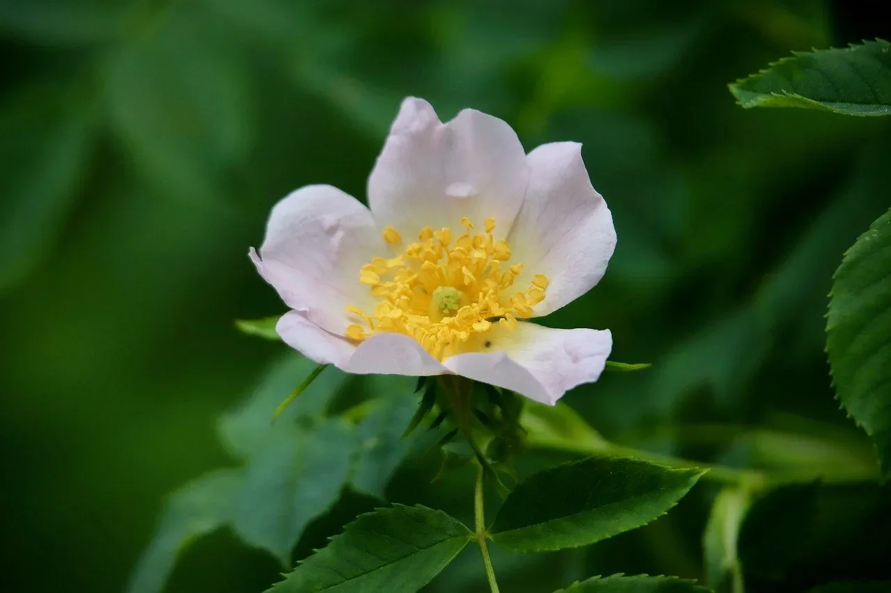 les vertes collines de la source 091 009 — photo 1