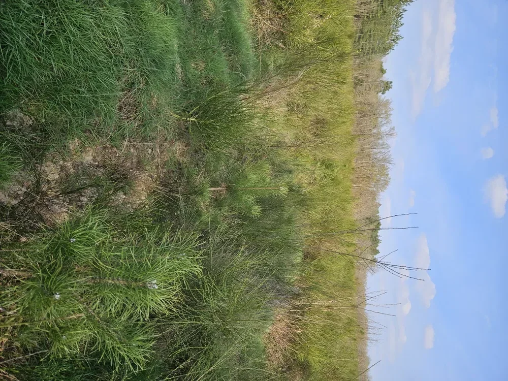 le bois de lanche — photo 1