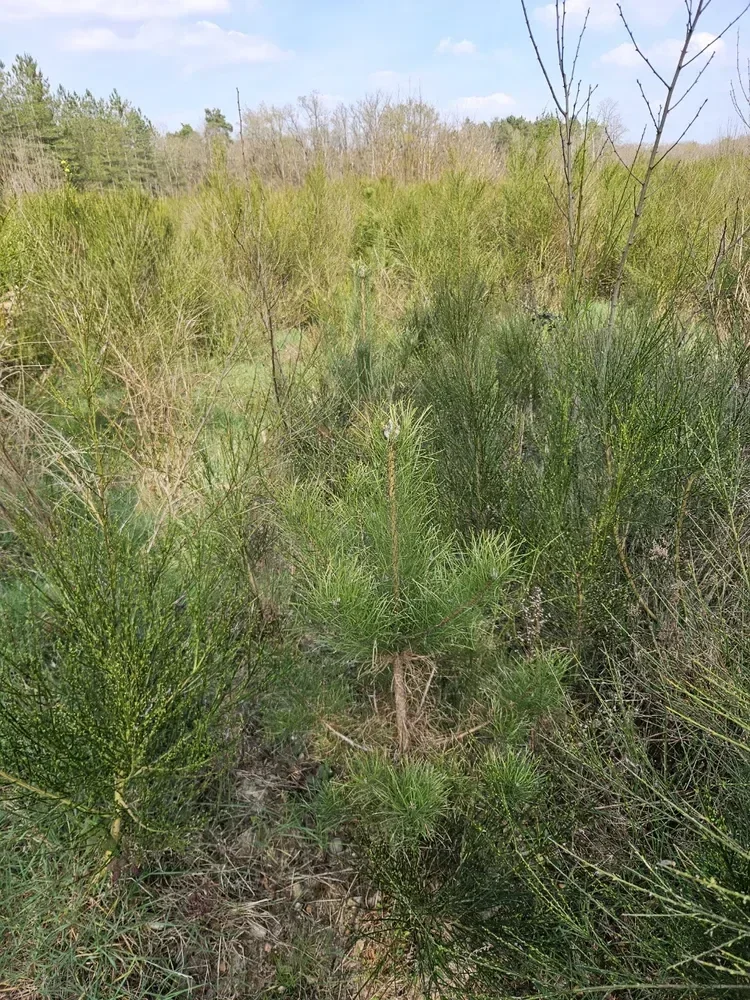 le bois de lanche — photo 2