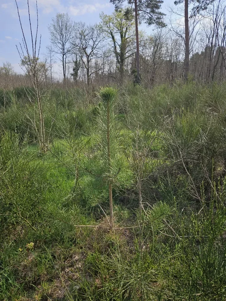 le bois de lanche — photo 3