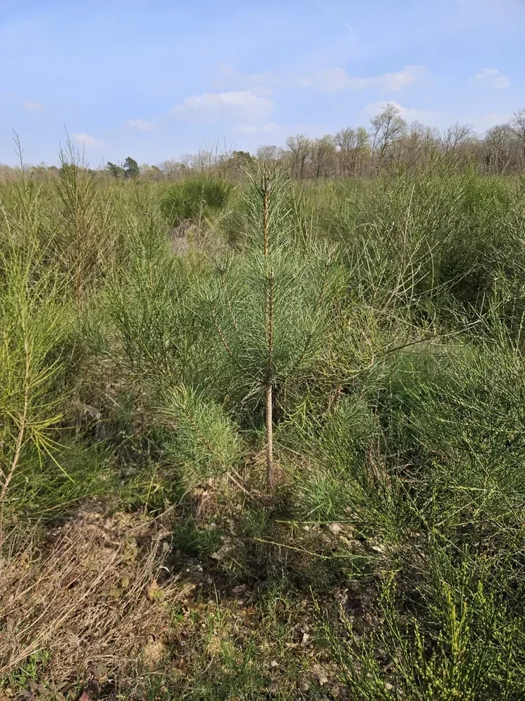 le bois de lanche — photo 4