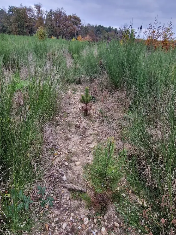 le bois de lanche — photo 5