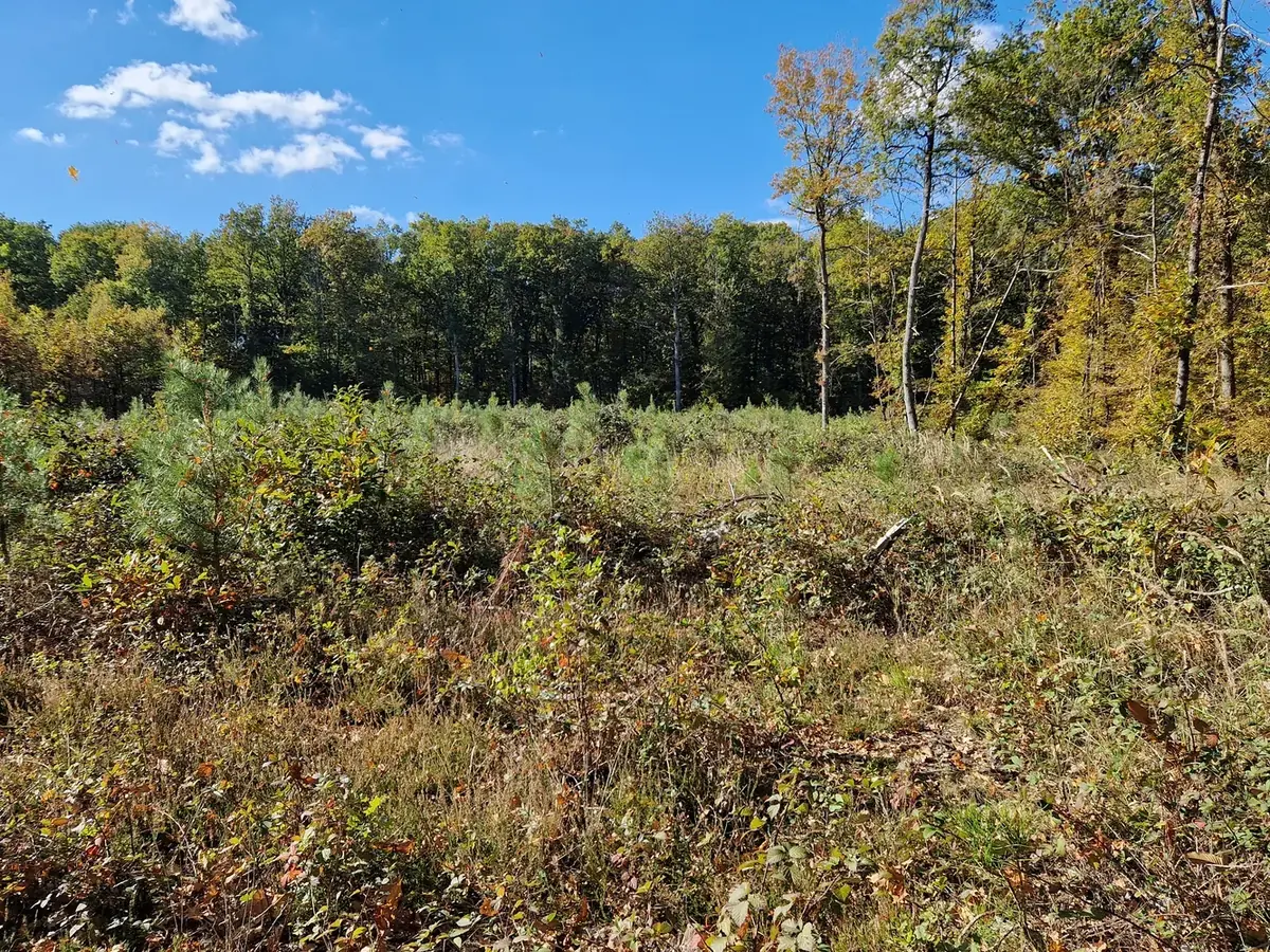 le bois de l orangerie — photo 2