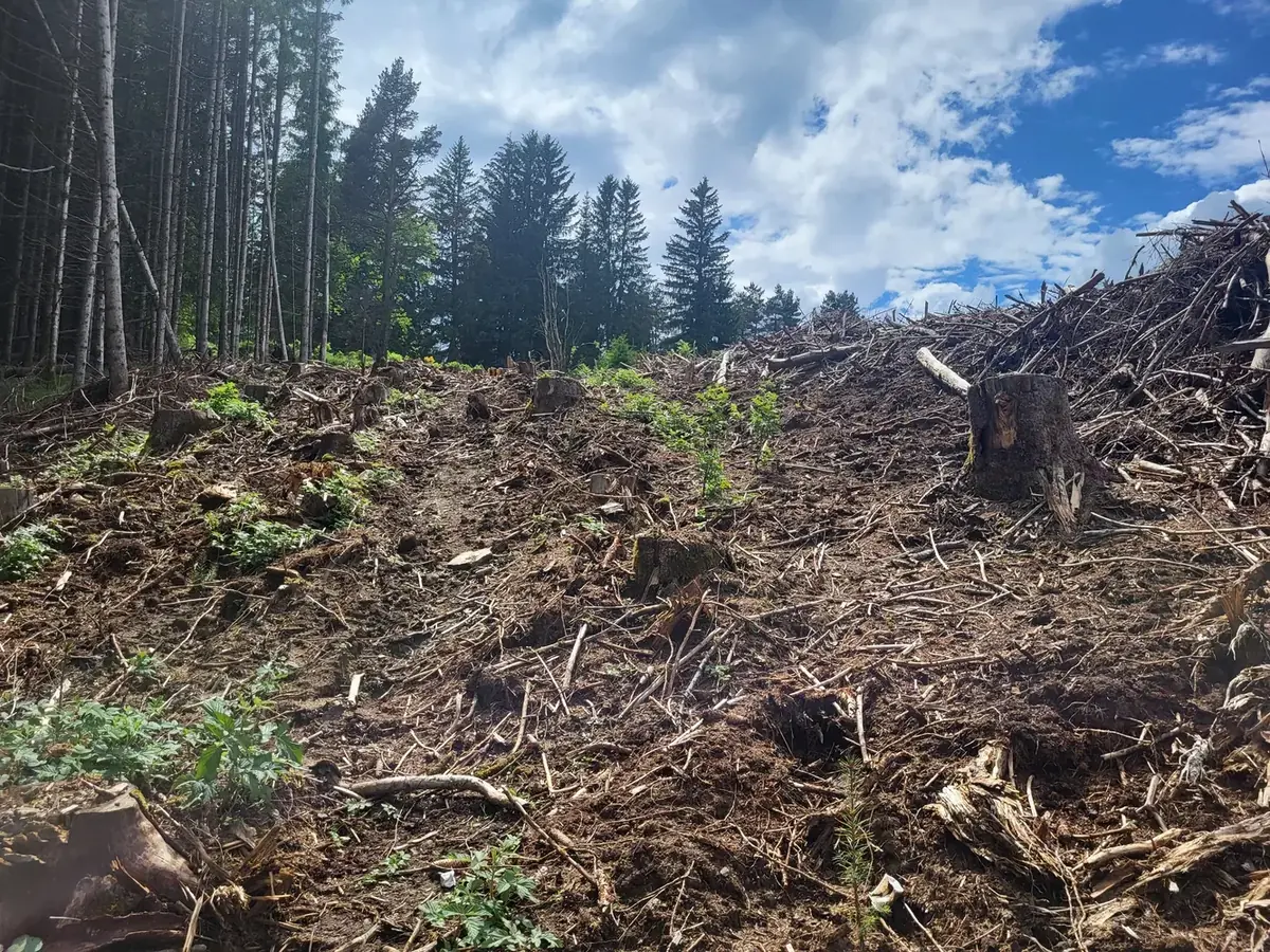 le bois de la garde — photo 1
