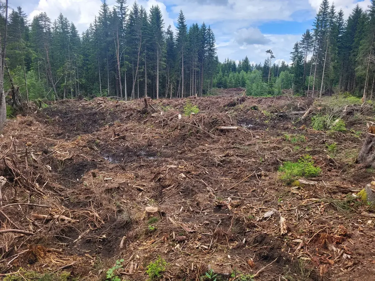 le bois de la garde — photo 2