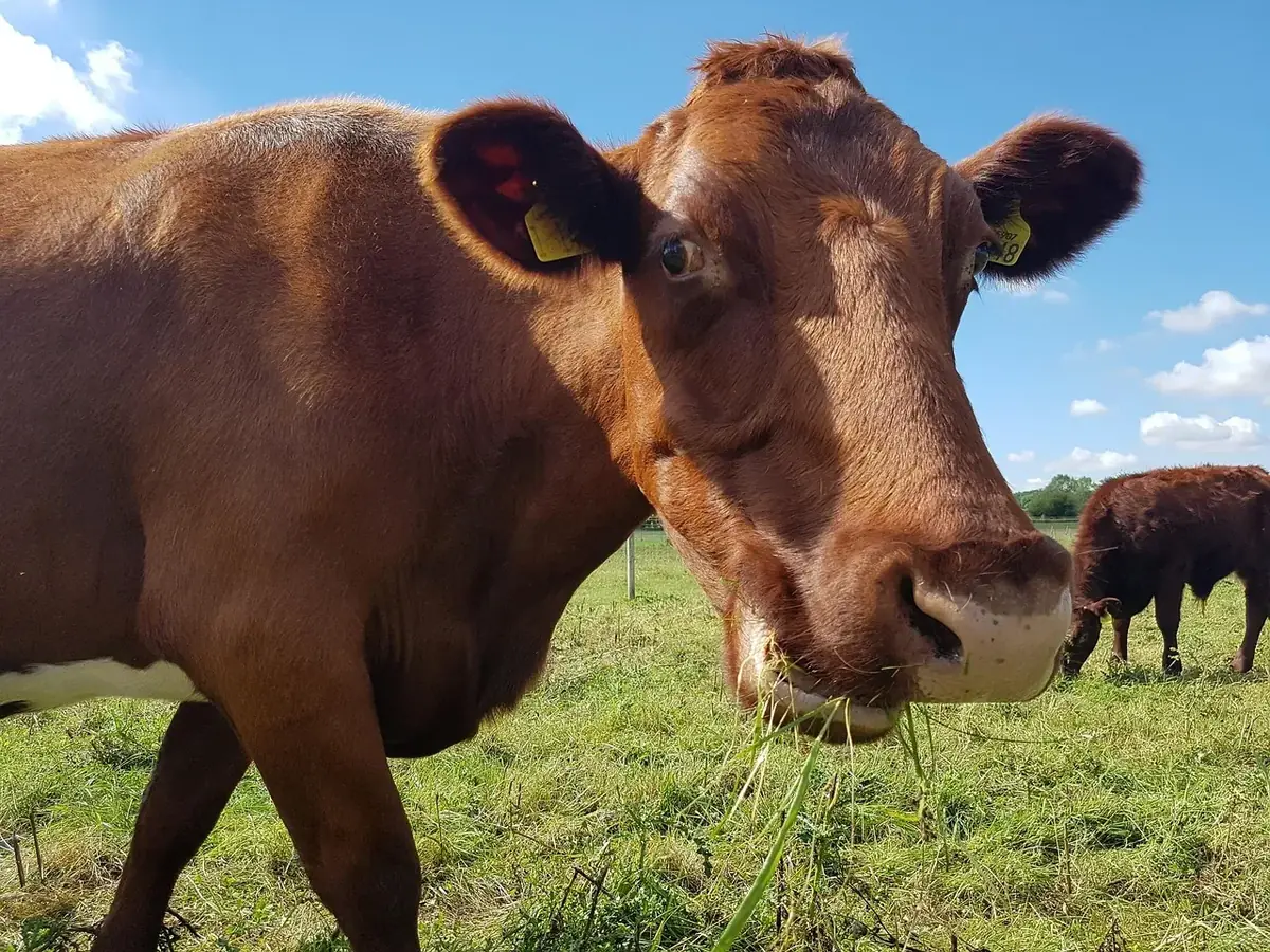 les patures de la colline 106 001 — photo 1