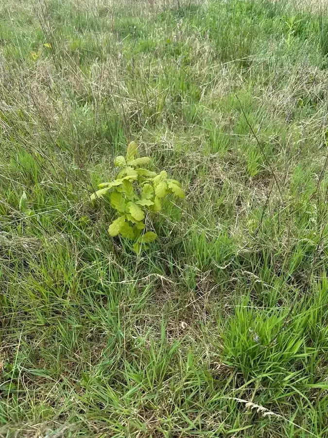 le bois des fruitieres — photo 1