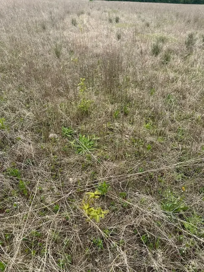 le bois des fruitieres — photo 3