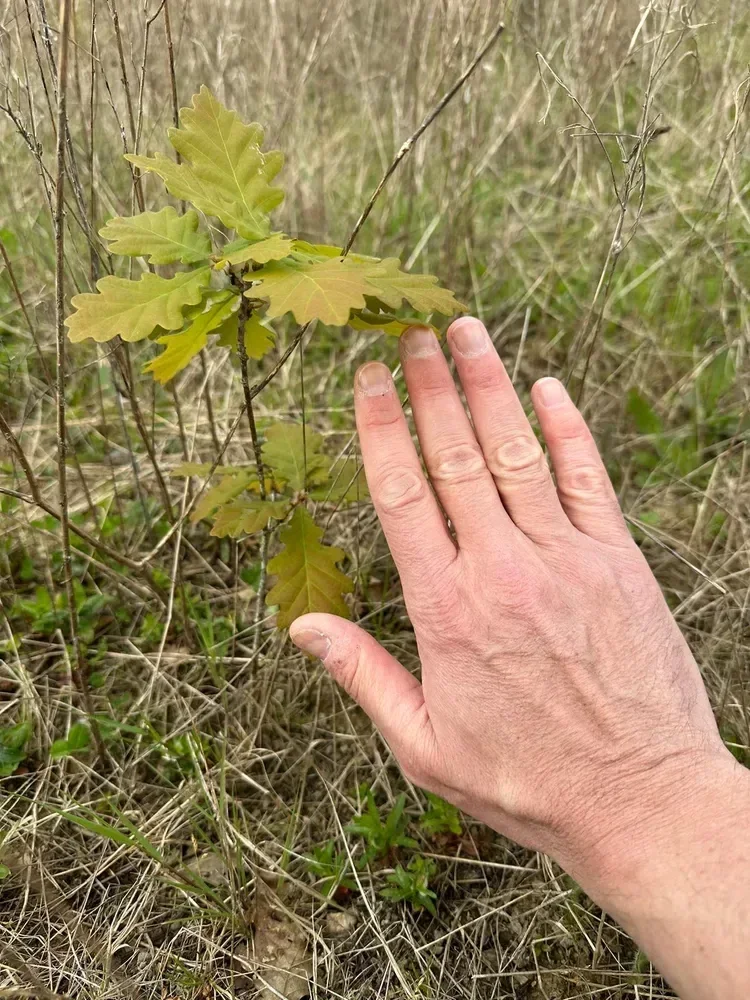le bois des fruitieres — photo 4