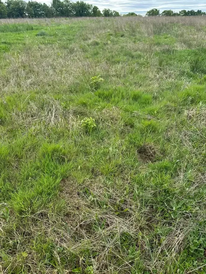 le bois des fruitieres — photo 5