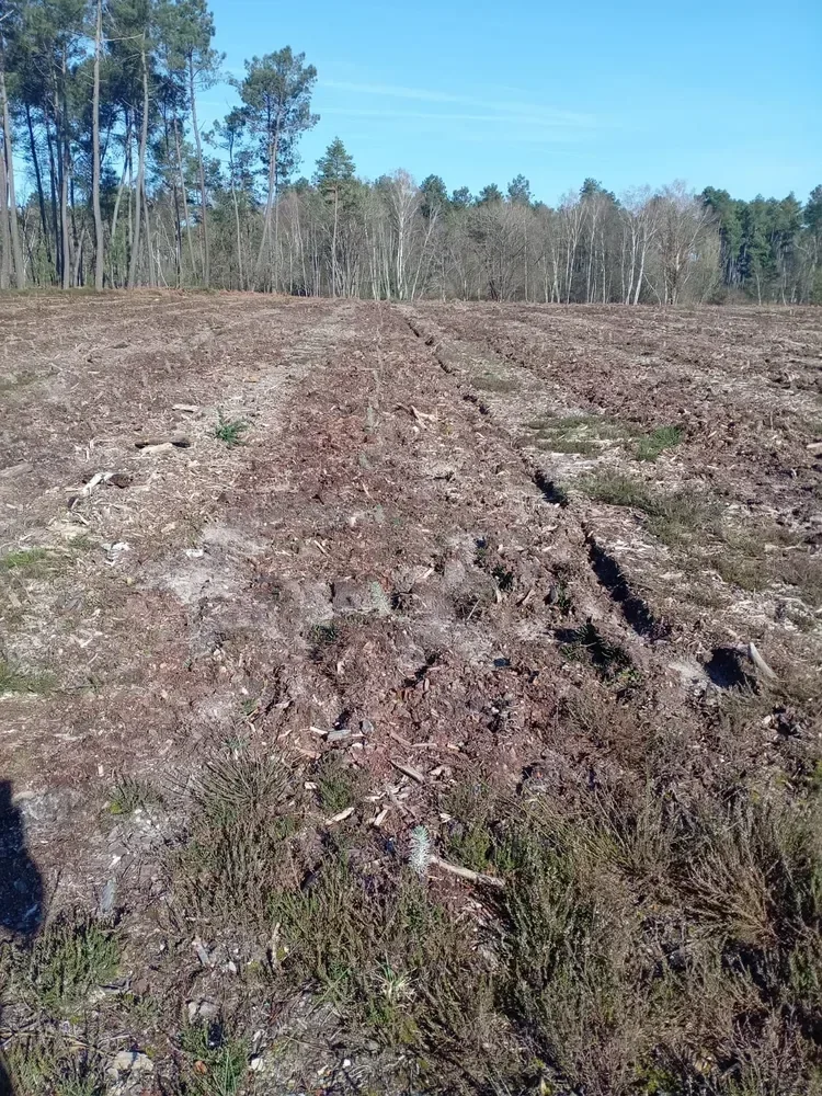 le bois de la butte rouge — photo 2