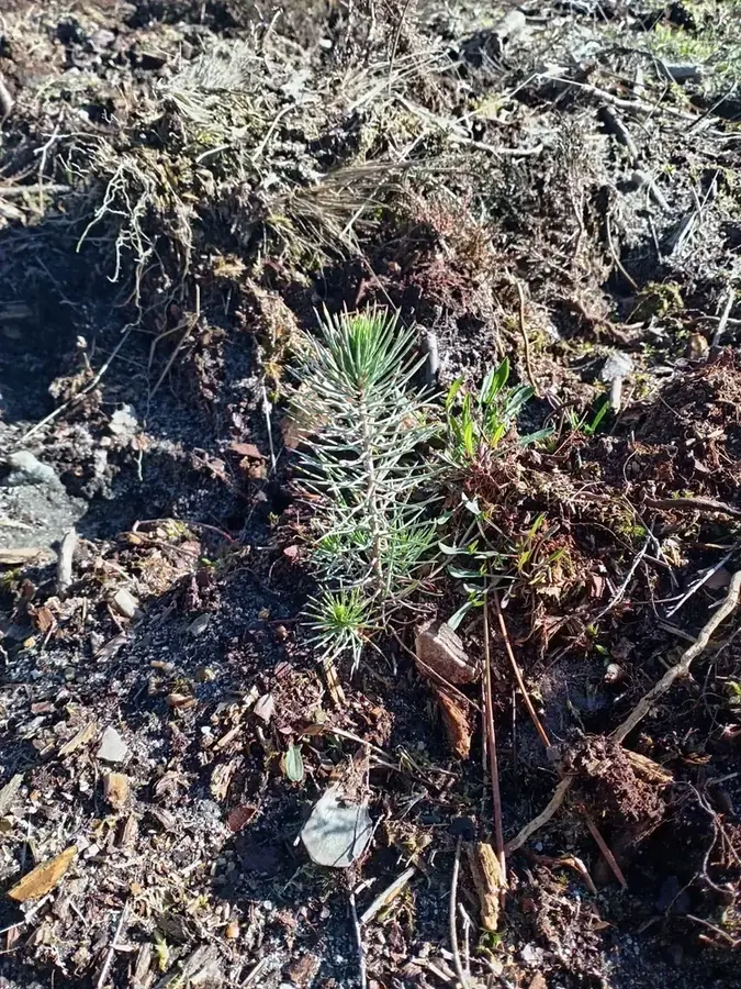 le bois de la butte rouge — photo 3