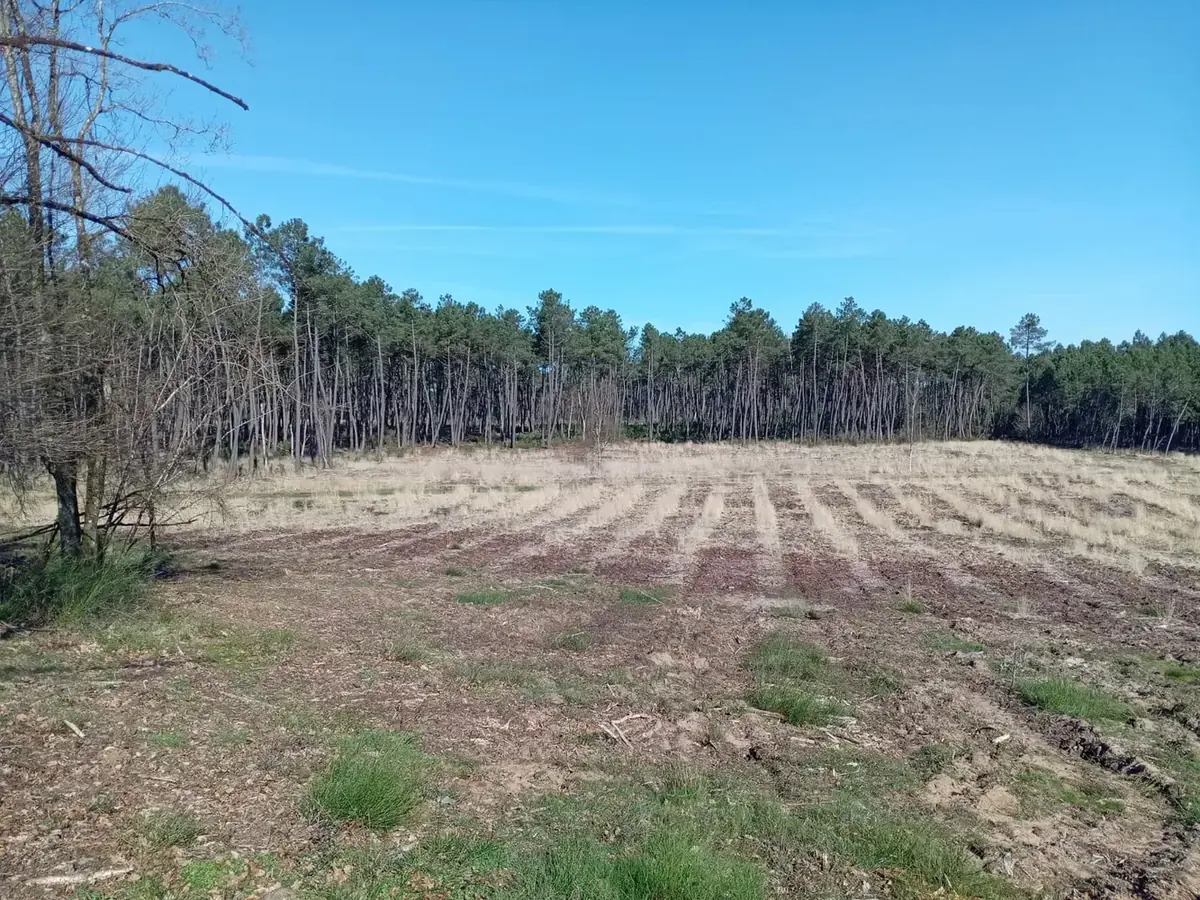 le bois de la butte rouge — photo 4