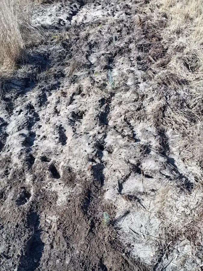 le bois de la butte rouge — photo 5