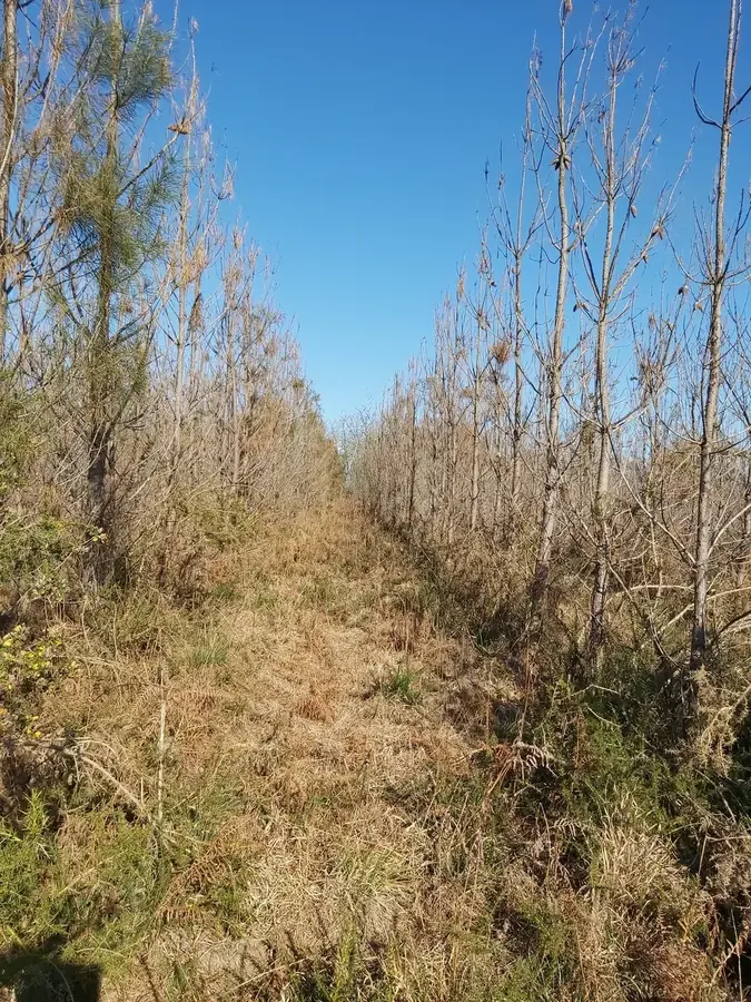 le bois du marin — photo 2