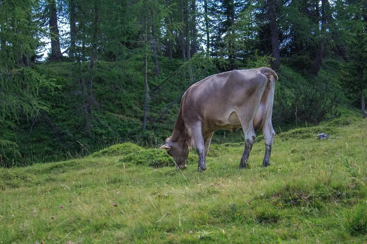les hauts pres de la futaie 183 008 — photo 1