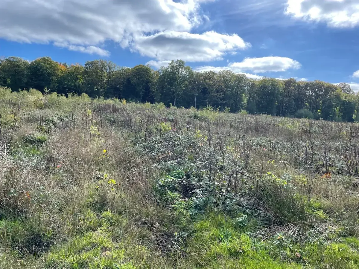 le bois du roy — photo 3