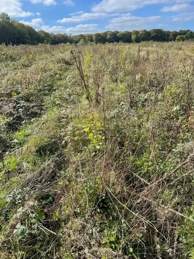 le bois du roy — photo 4