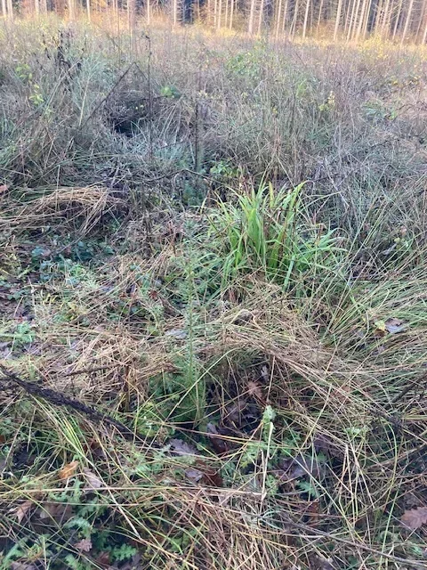 le bois de l oasis — photo 4