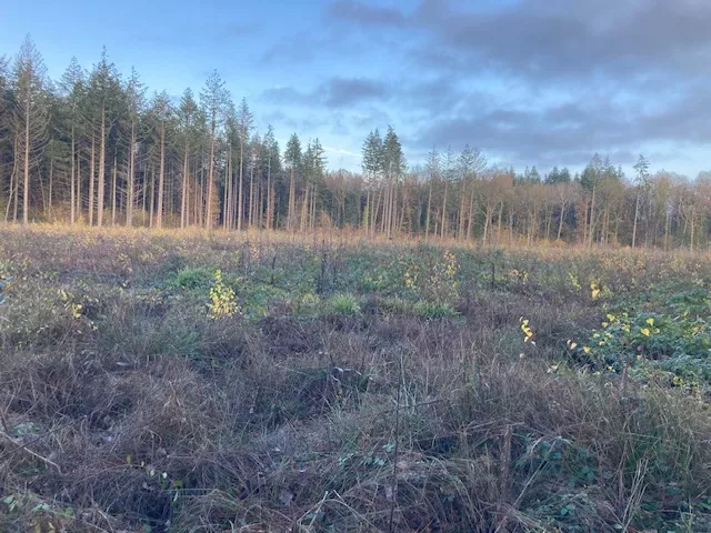 le bois de l oasis — photo 5