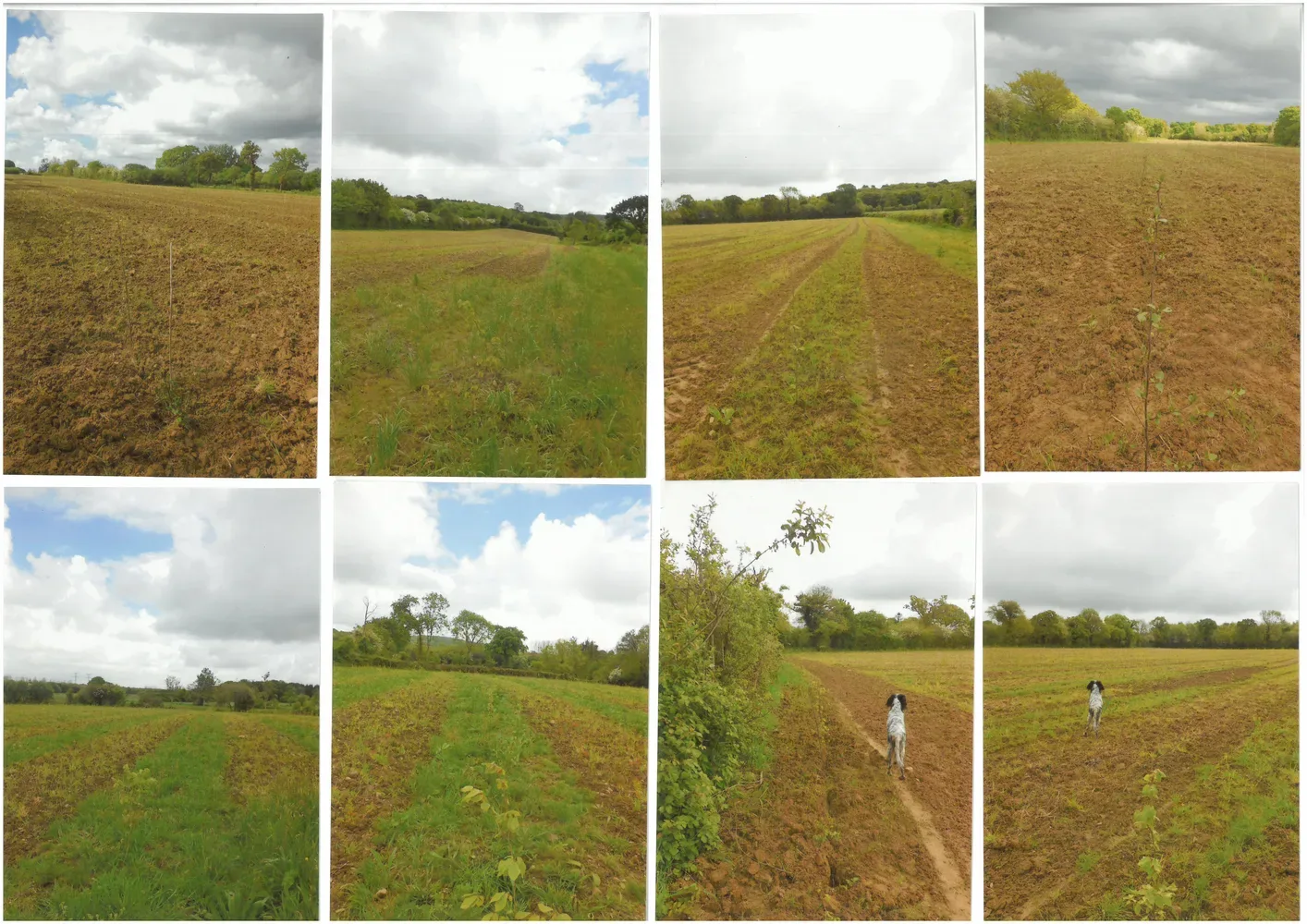 le bois de la bocagerie — photo 2