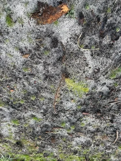 le bois de bayle — photo 3