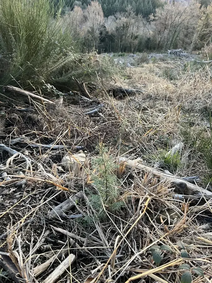 le bois du prince — photo 2