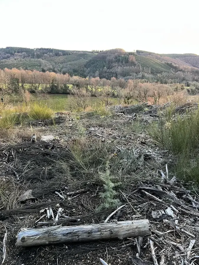 le bois du prince — photo 3