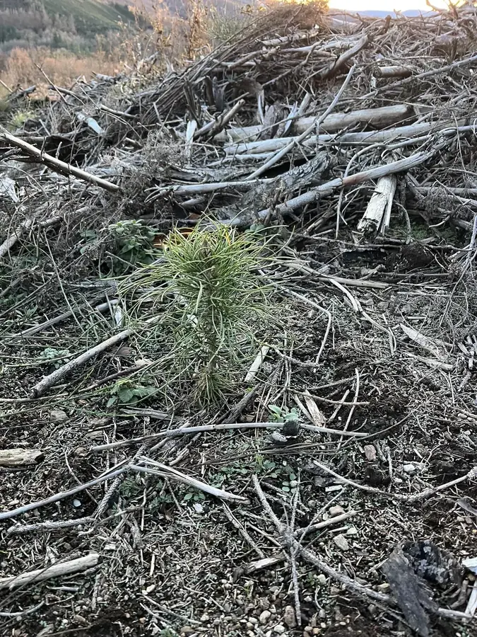 le bois du prince — photo 4