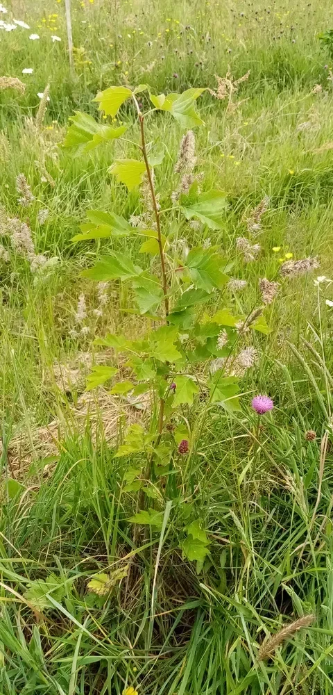 le bois de la buttelette — photo 2