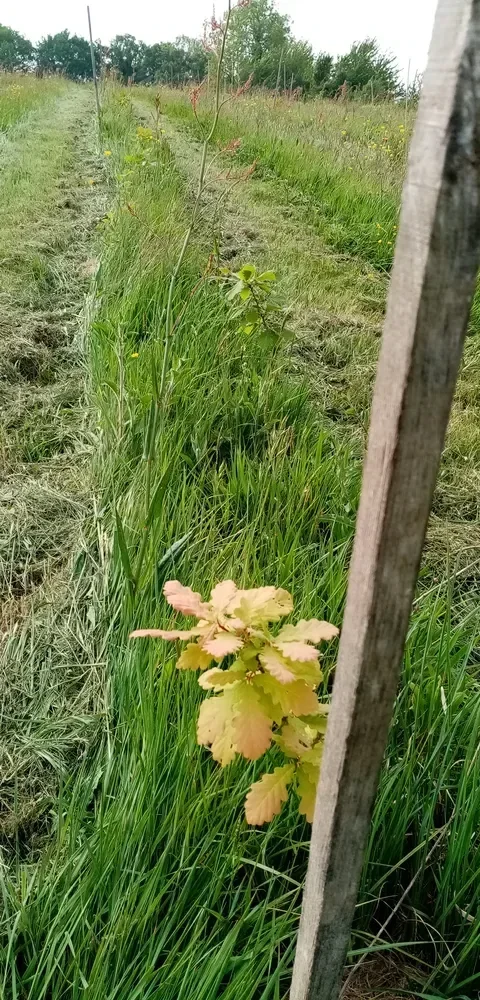 le bois de la buttelette — photo 3