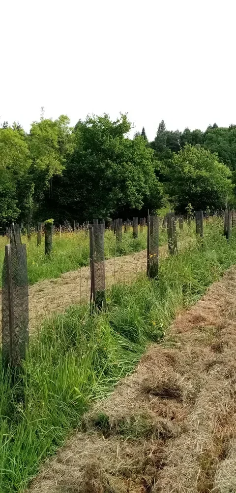 le bois de la buttelette — photo 4