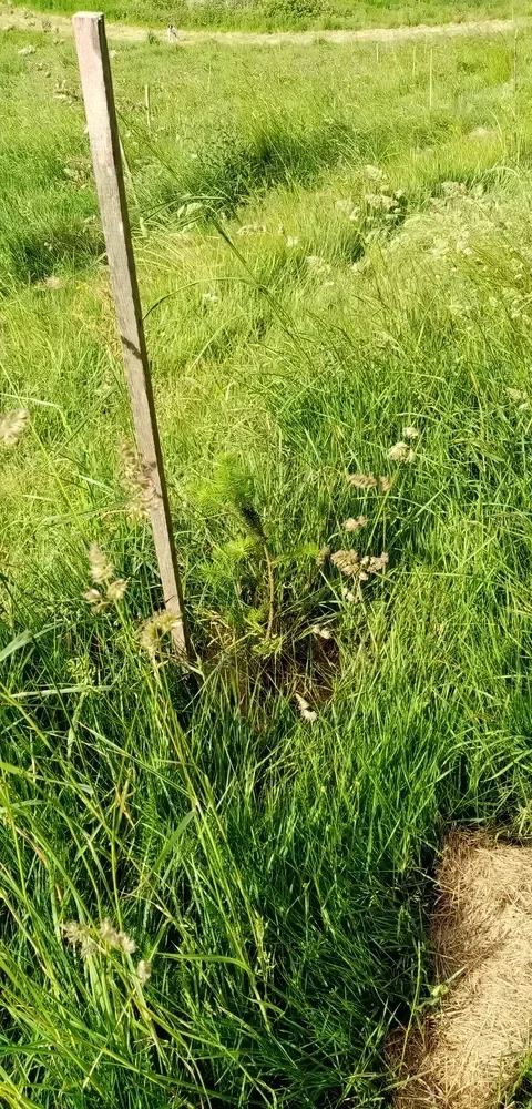 le bois de la buttelette — photo 5