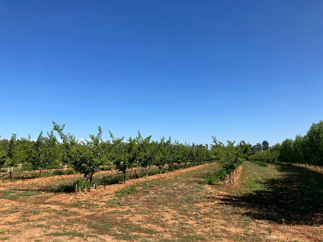 le verger de cathy — photo 1