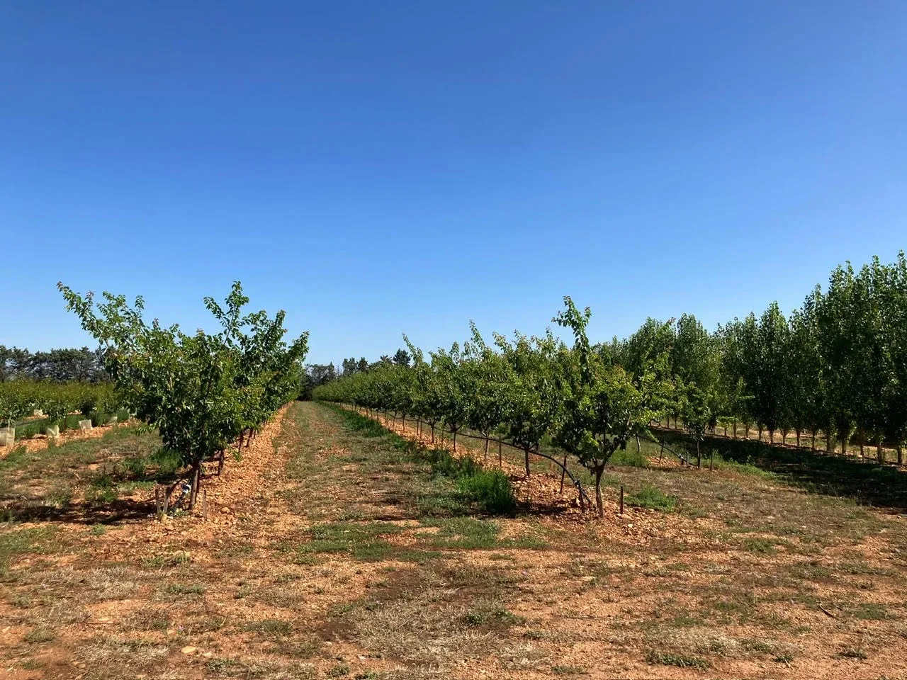 le verger de cathy — photo 2