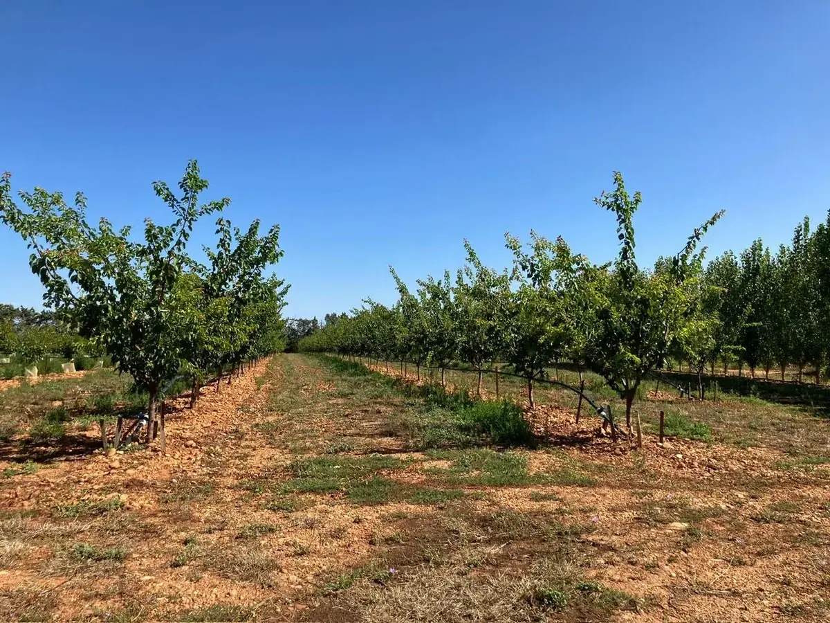 le verger de cathy — photo 3