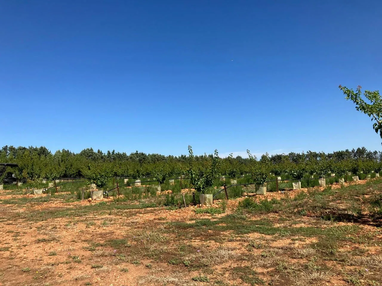 le verger de cathy — photo 4