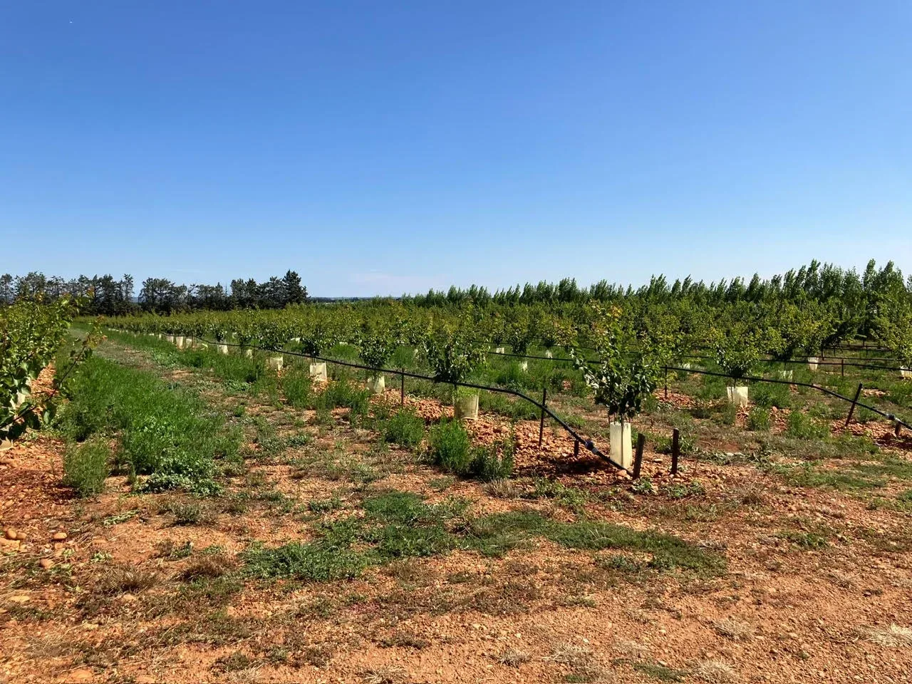 le verger de cathy — photo 5