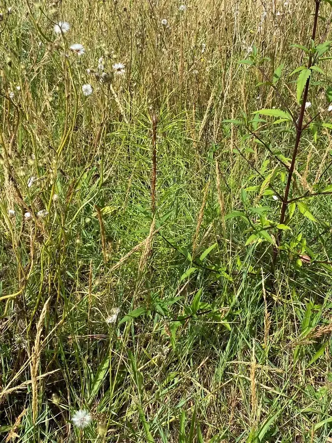 le bois du grand pont — photo 1