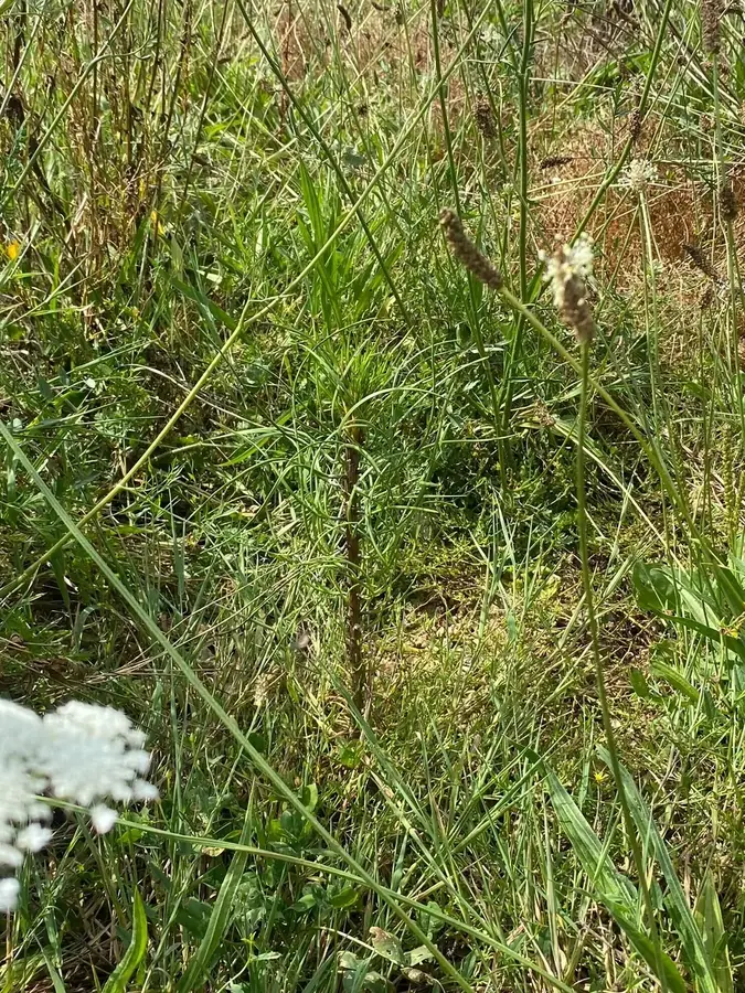 le bois du grand pont — photo 2