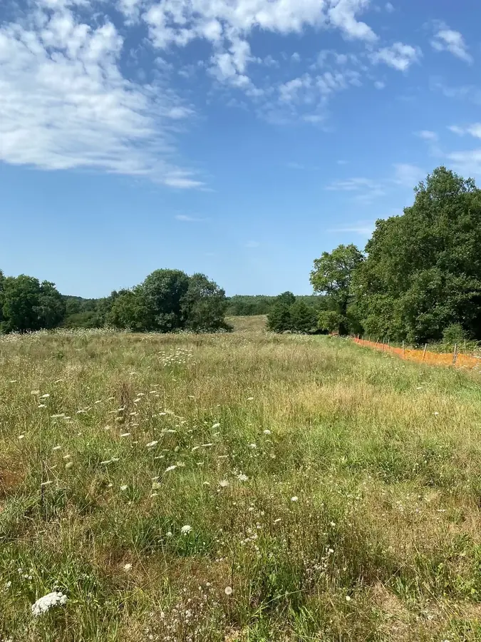 le bois du grand pont — photo 3