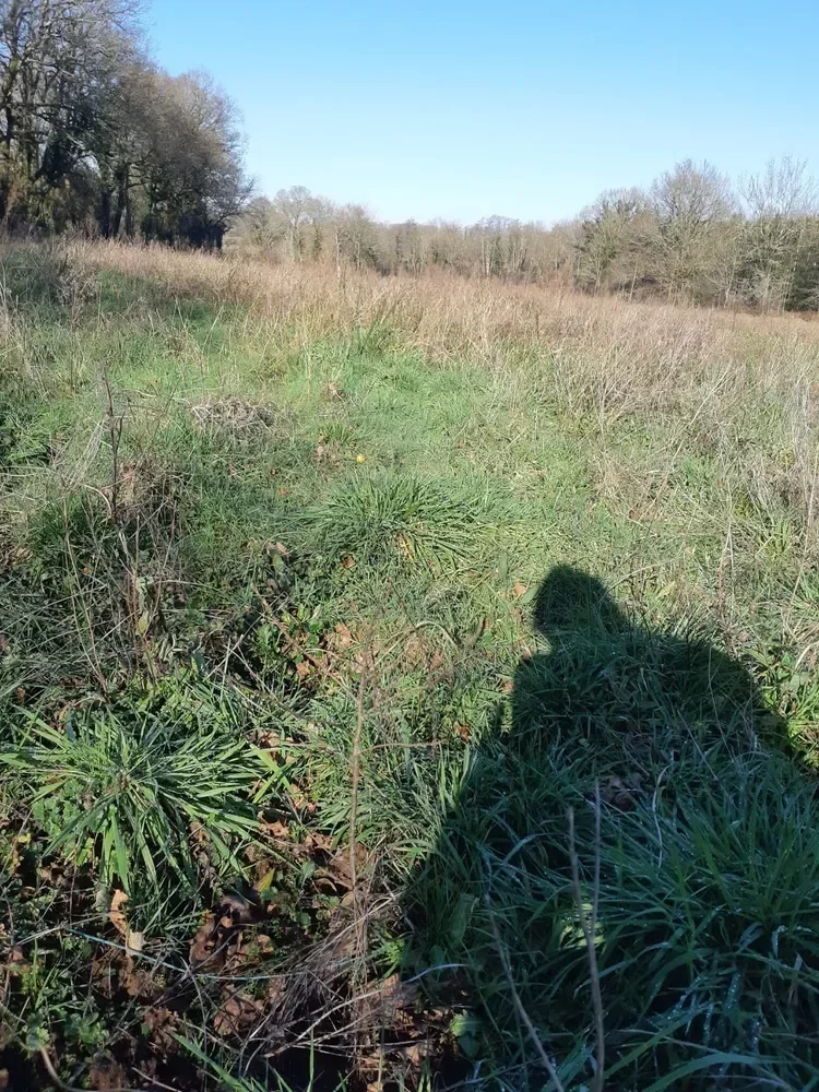 le bois de la bataillere — photo 4