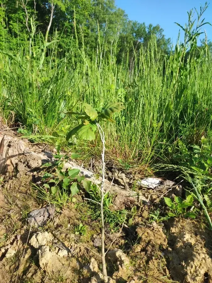 le bois de mery — photo 1